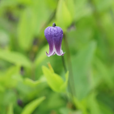 Clématite Sophie - Clematis | Achat direct au producteur