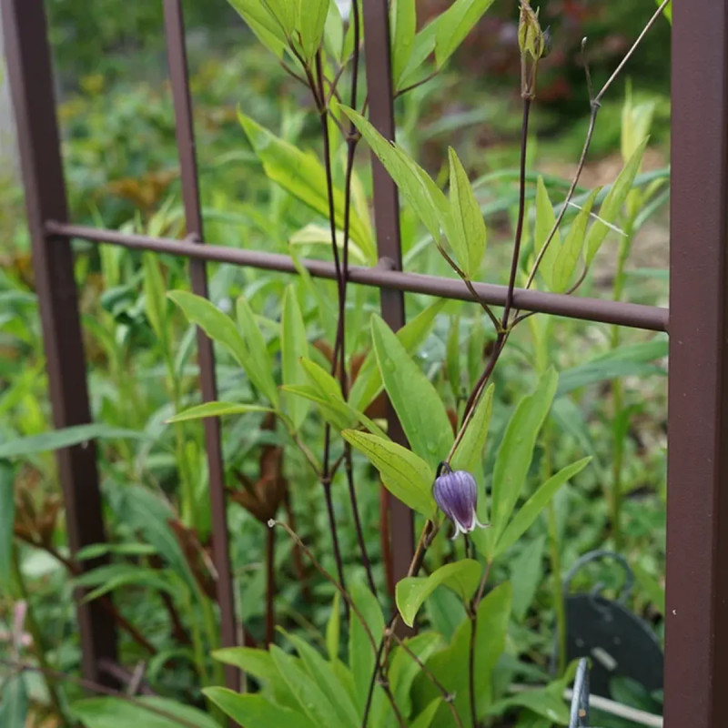 Clématite Sophie - Clematis | Achat direct au producteur