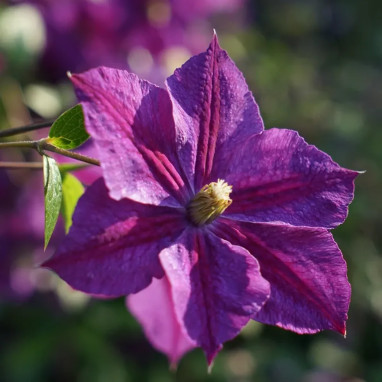 Clématite 'Star of India' - Clematis | Achat direct au producteur