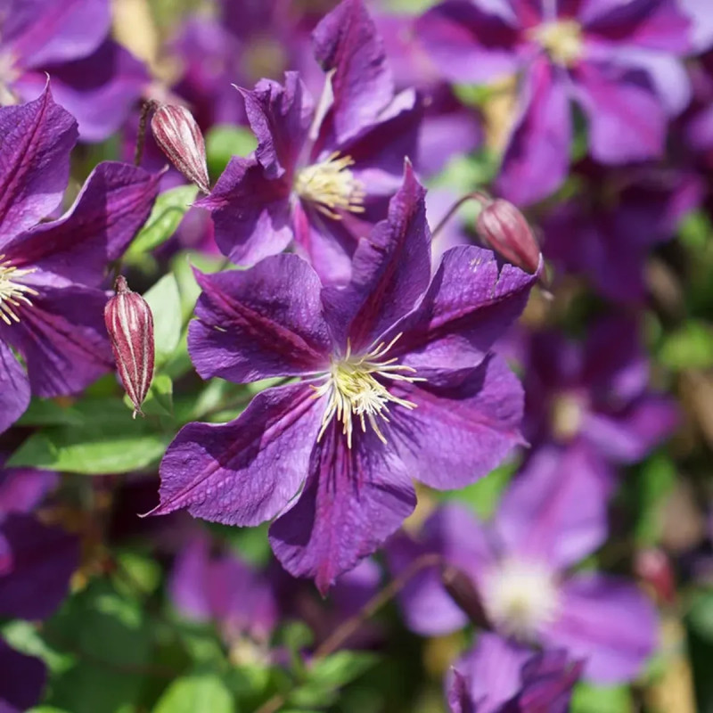 Clématite 'Star of India' - Clematis | Achat direct au producteur