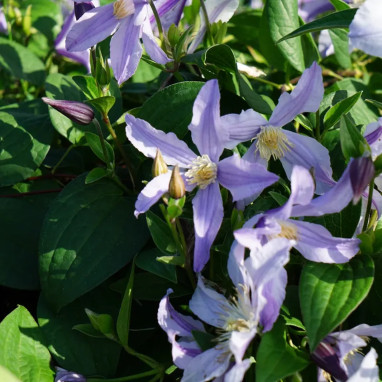 Clématite Star River 'Zostarri' - Clematis | Achat direct au producteur