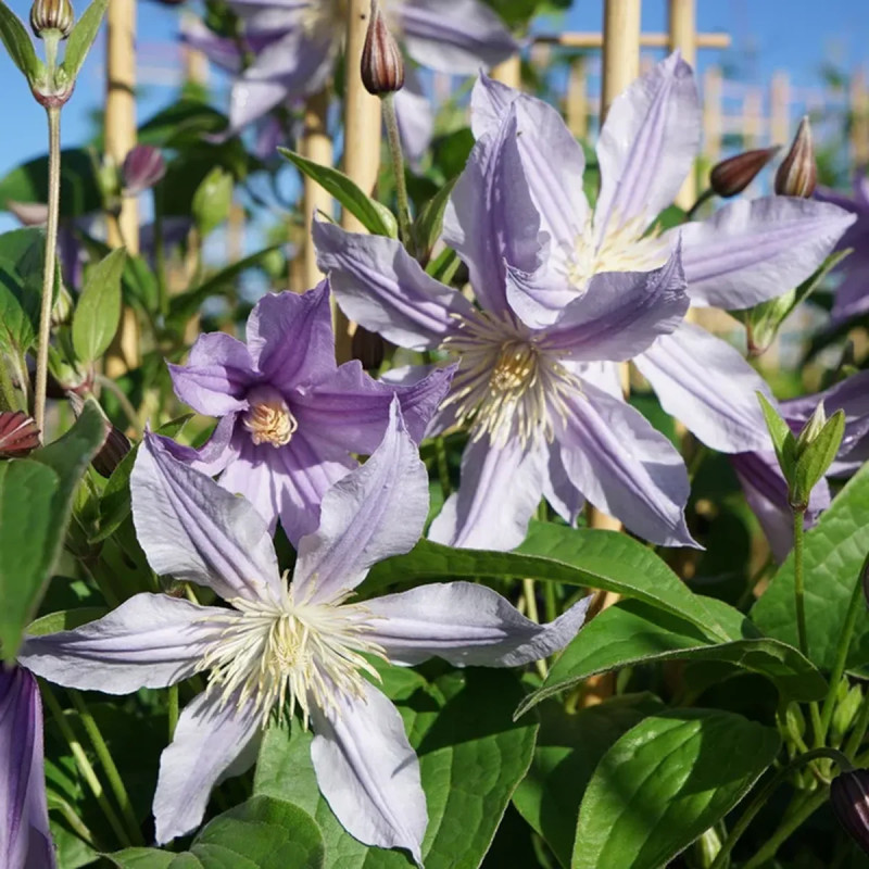 Clématite Star River 'Zostarri' - Clematis | Achat direct au producteur