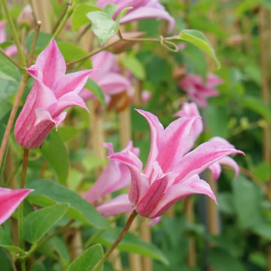 Clématite 'Duchess of Albany' - Clematis | Achat direct au producteur