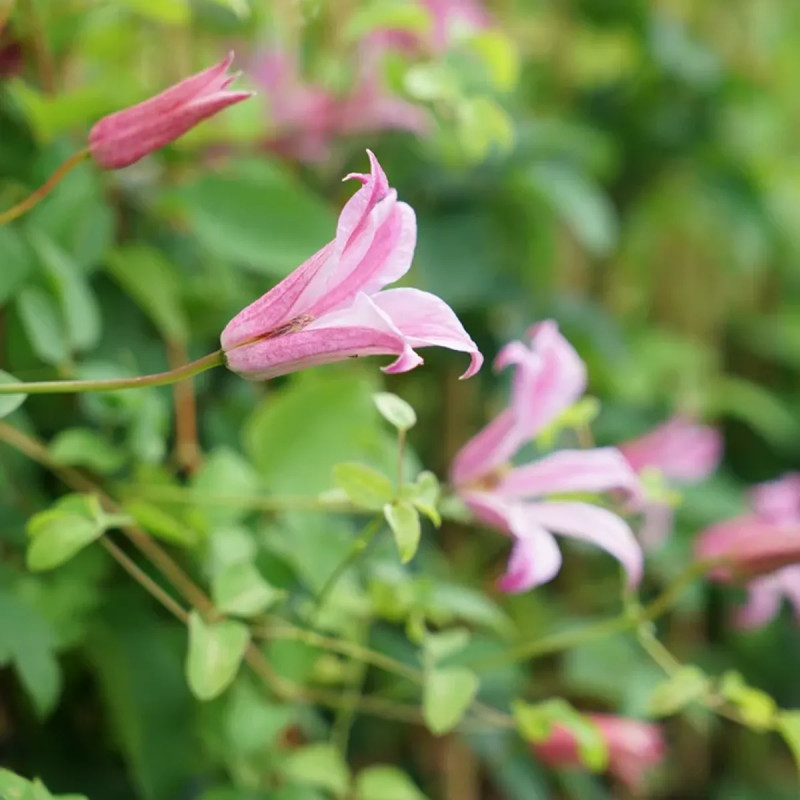 Clématite 'Duchess of Albany' - Clematis | Achat direct au producteur