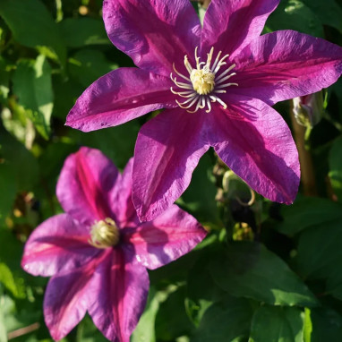 Clématite 'Sunset' - Clematis | Achat direct au producteur
