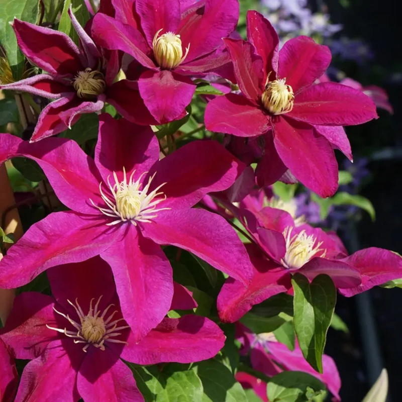 Clématite 'Sunset' - Clematis | Achat direct au producteur