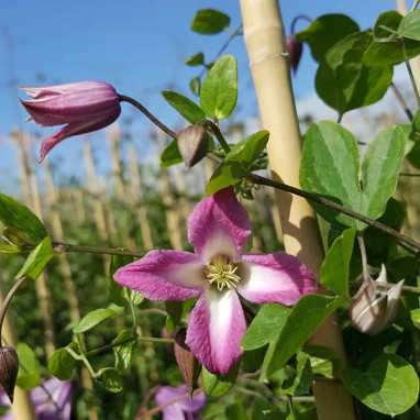 Clématite texensis 'Odoriba' - Clematis | Achat direct au producteur