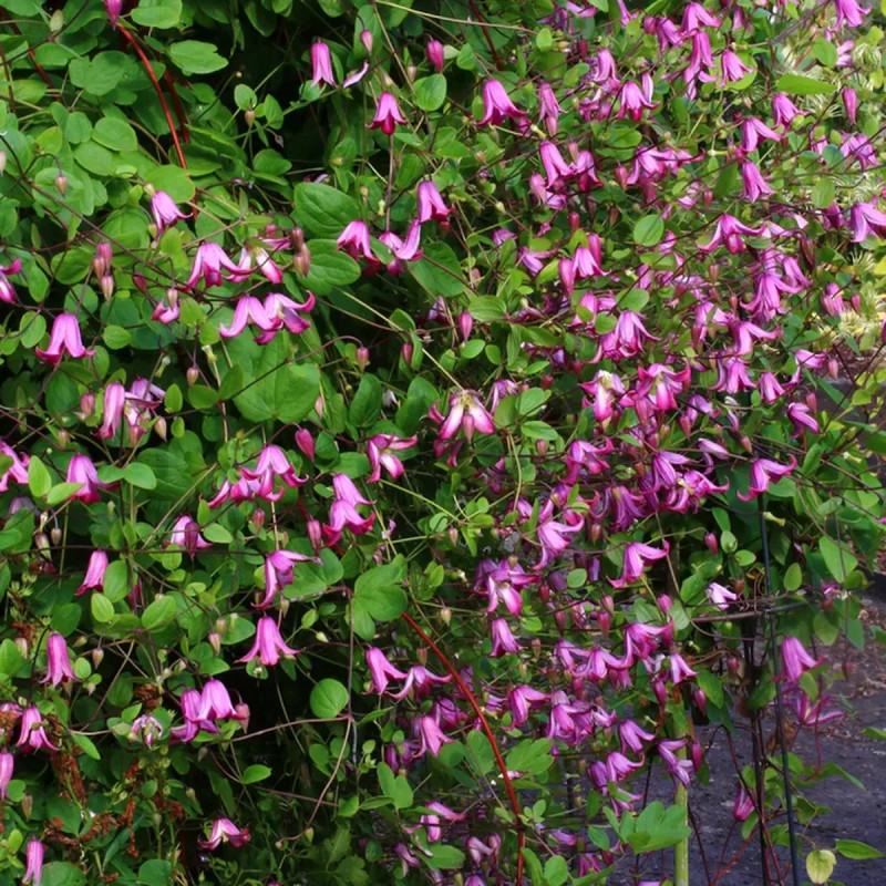 Clématite texensis 'Odoriba' - Clematis | Achat direct au producteur