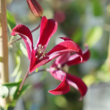 Clématite 'Gravetye Beauty' - Clematis texensis | Achat producteur