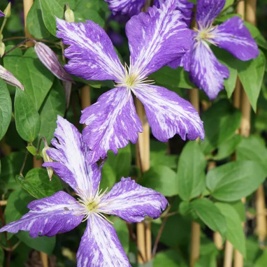 Clématite 'Tie Dye' - Clematis | Achat direct au producteur