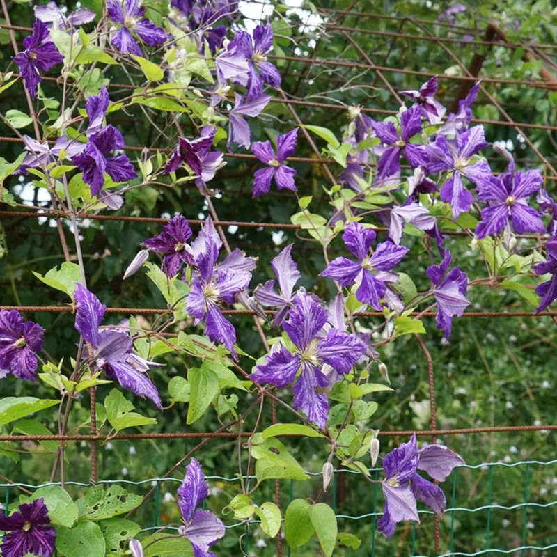 Clématite 'Tie Dye' - Clematis | Achat direct au producteur