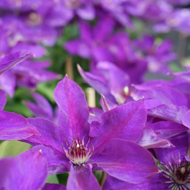 Clématite 'The President' - Clematis | Achat direct au producteur
