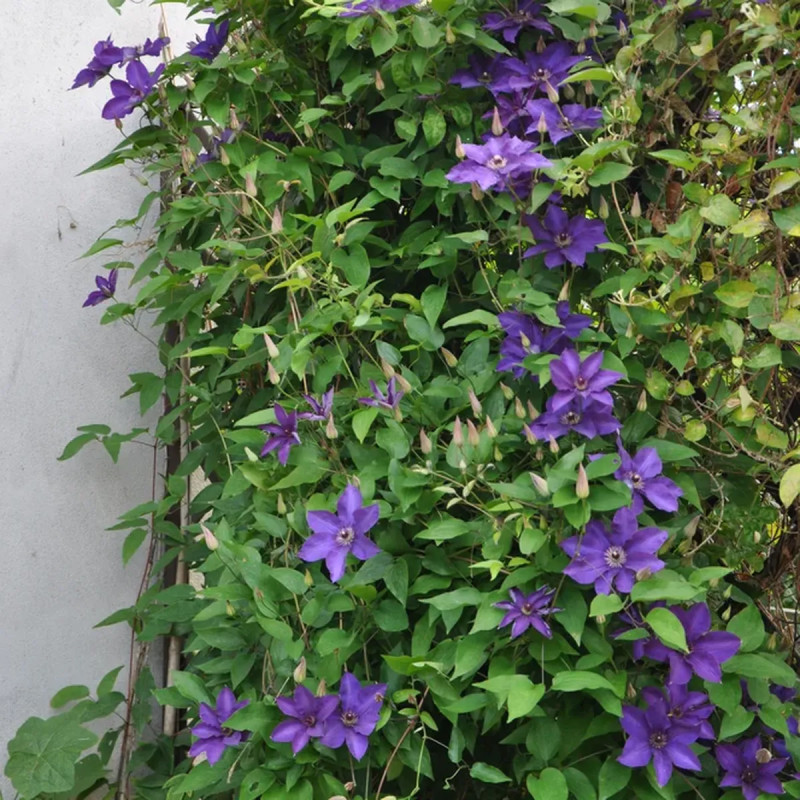 Clématite 'The President' - Clematis | Achat direct au producteur