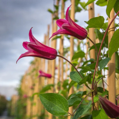 Clématite texensis 'Princess Diana' - Clematis | Achat producteur