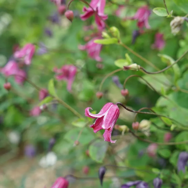 Clématite texensis 'Princess Diana' - Clematis | Achat producteur