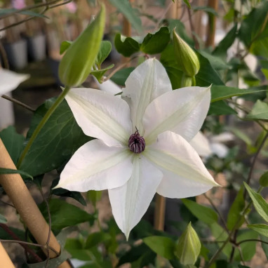 Clématite Tsukiko - Clematis | Achat direct au producteur