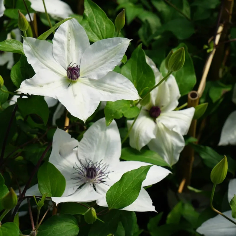Clématite Tsukiko - Clematis | Achat direct au producteur