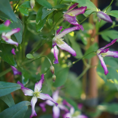 Clématite triternata 'Rubromarginata' - Clematis | Achat producteur