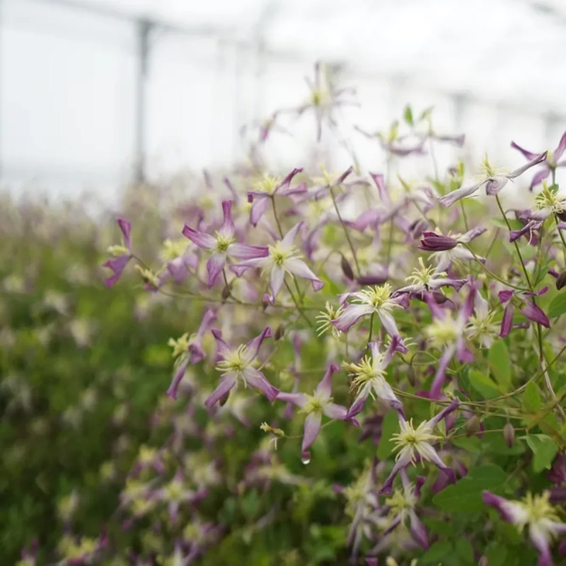 Clématite triternata 'Rubromarginata' - Clematis | Achat producteur
