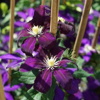Clématite 'The Vagabond' - Clematis | Achat direct au producteur