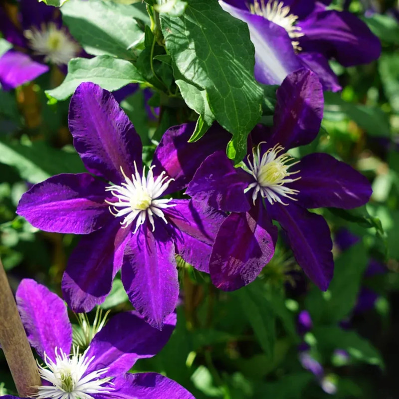 Clématite 'The Vagabond' - Clematis | Achat direct au producteur