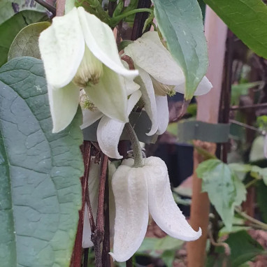 Clématite 'Winter beauty' - Clematis | Achat direct au producteur
