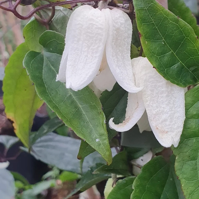 Clématite 'Winter beauty' - Clematis | Achat direct au producteur