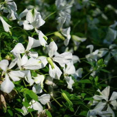 Clématite 'Alba Luxurians' - Clematis | Achat direct au producteur
