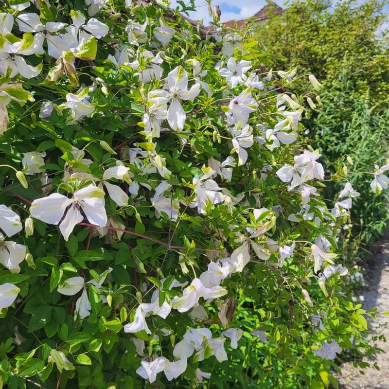 Clématite 'Alba Luxurians' - Clematis | Achat direct au producteur