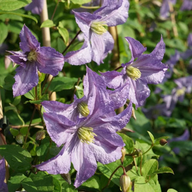 Clématite 'Blue Angel' - Clematis | Achat direct au producteur