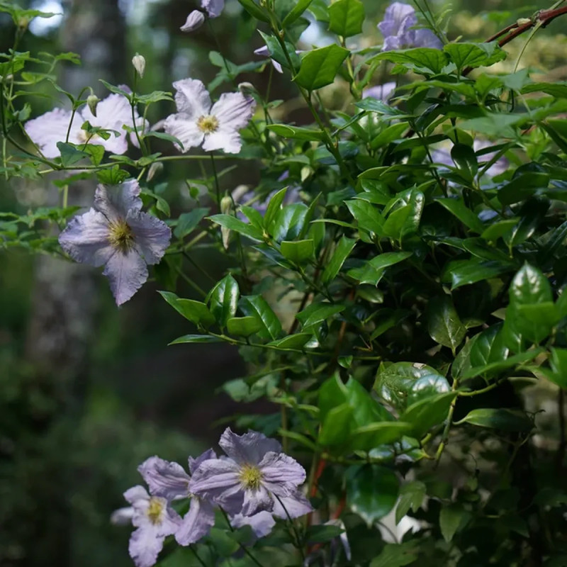 Clématite 'Blue Angel' - Clematis | Achat direct au producteur