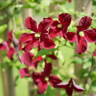Clématite viticella Burning Love 'Vitiwester' - Clematis | Achat producteur