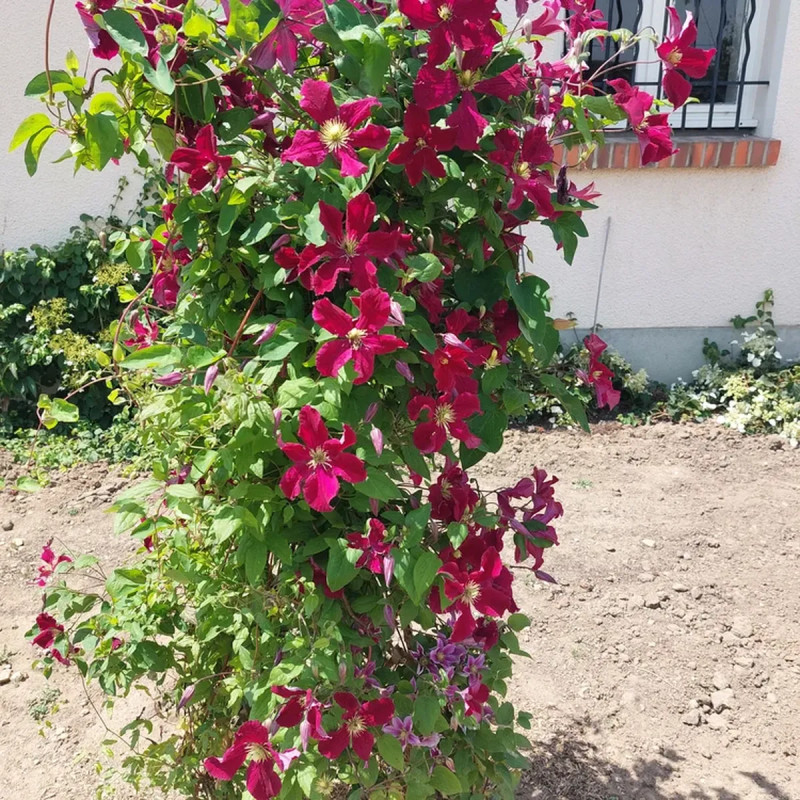 Clématite viticella Burning Love 'Vitiwester' - Clematis | Achat producteur