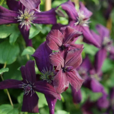 Clématite 'Dark Eyes' - Clematis viticella | Achat producteur