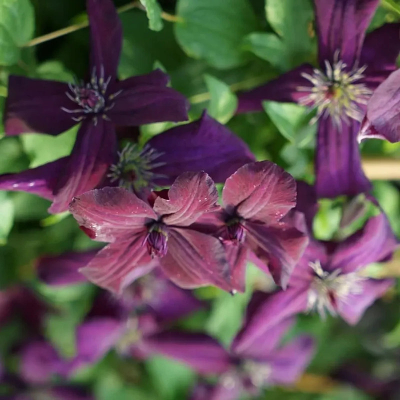 Clématite 'Dark Eyes' - Clematis viticella | Achat producteur