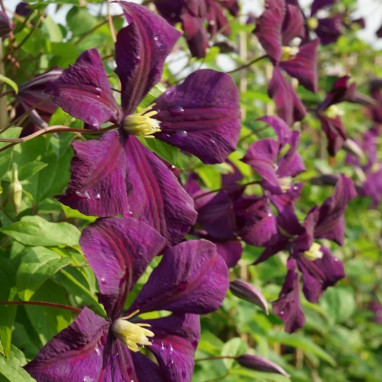 Clématite 'Etoile Violette' - Clematis | Achat direct au producteur