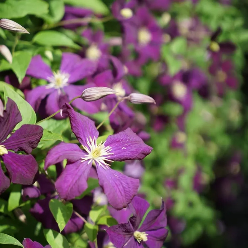 Clématite 'Etoile Violette' - Clematis | Achat direct au producteur