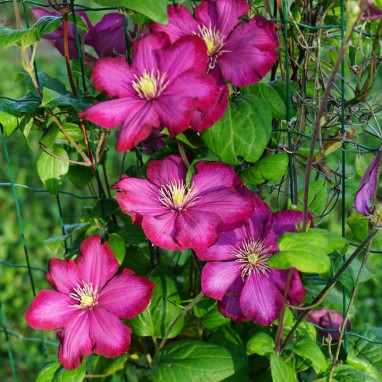 Clématite 'Ville de Lyon' - Clematis | Achat direct au producteur