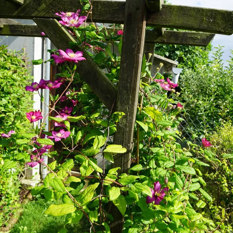 Clématite 'Ville de Lyon' - Clematis | Achat direct au producteur