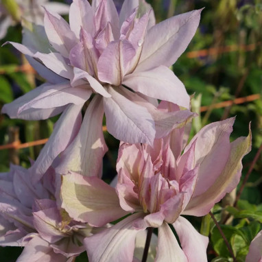 Clématite 'Violet Elizabeth' - Clematis | Achat direct au producteur