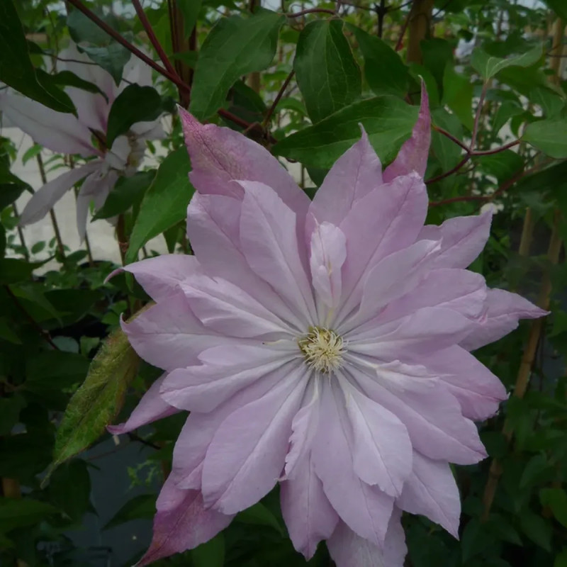 Clématite 'Violet Elizabeth' - Clematis | Achat direct au producteur