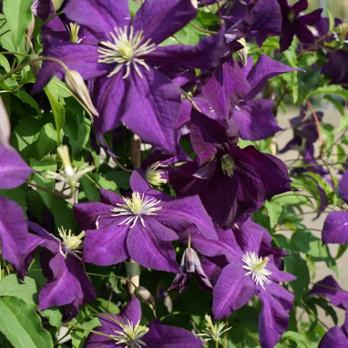 Clématite 'Aotearoa' - Clematis viticella | Achat direct au producteur