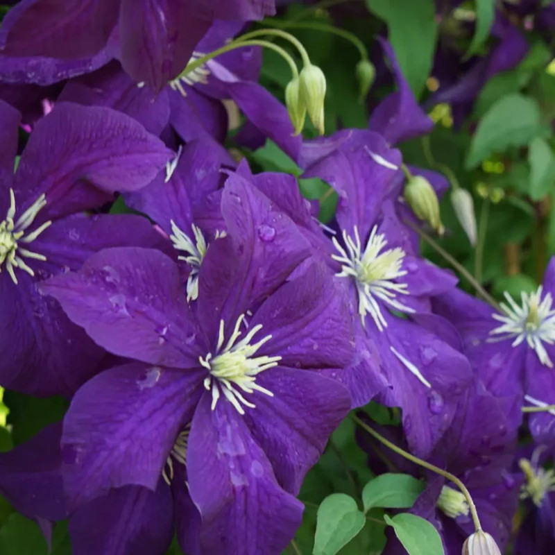 Clématite 'Aotearoa' - Clematis viticella | Achat direct au producteur