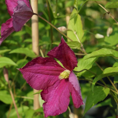 Clématite viticella 'Sanguinea' - Clematis | Achat producteur