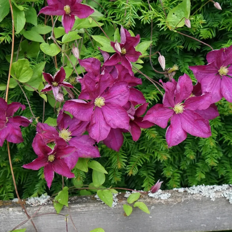 Clématite viticella 'Sanguinea' - Clematis | Achat producteur