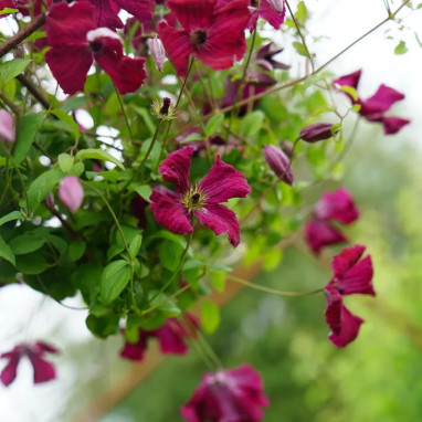 Clématite viticella 'Rubra' - Clematis | Achat direct au producteur