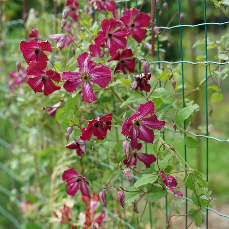 Clématite viticella 'Rubra' - Clematis | Achat direct au producteur