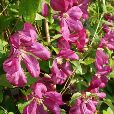 Clématite 'Margot Koster' - Clematis | Achat direct au producteur