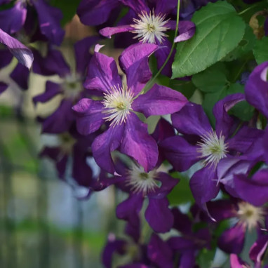Clématite 'Vostok' - Clematis | Achat direct au producteur