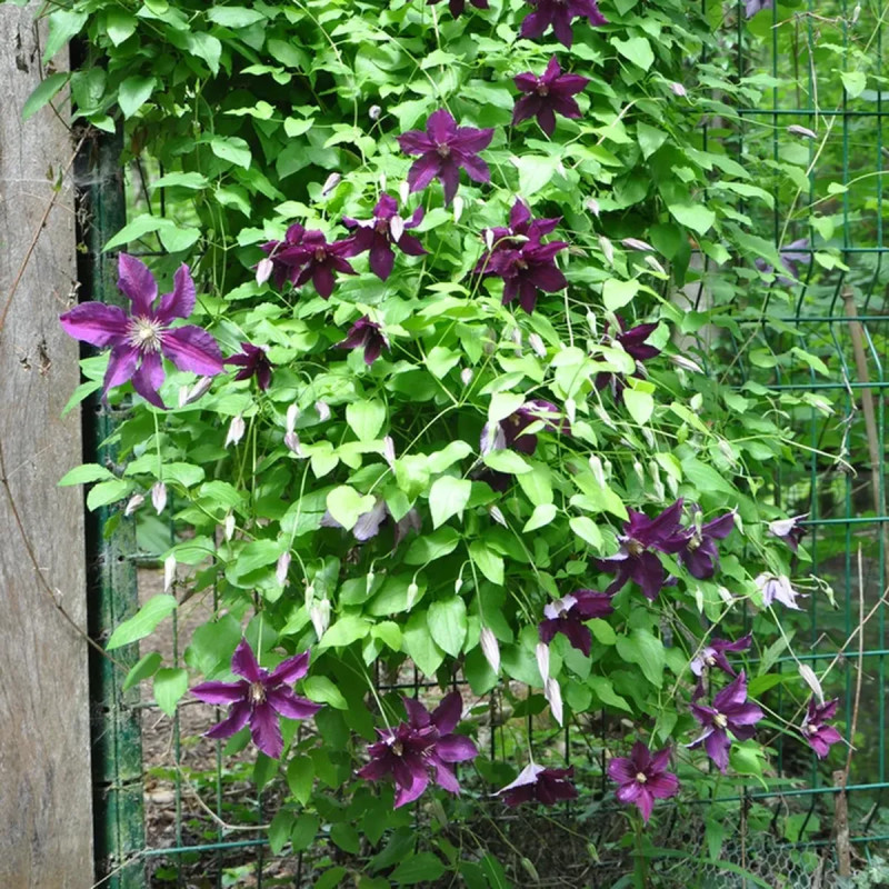 Clématite 'Vostok' - Clematis | Achat direct au producteur